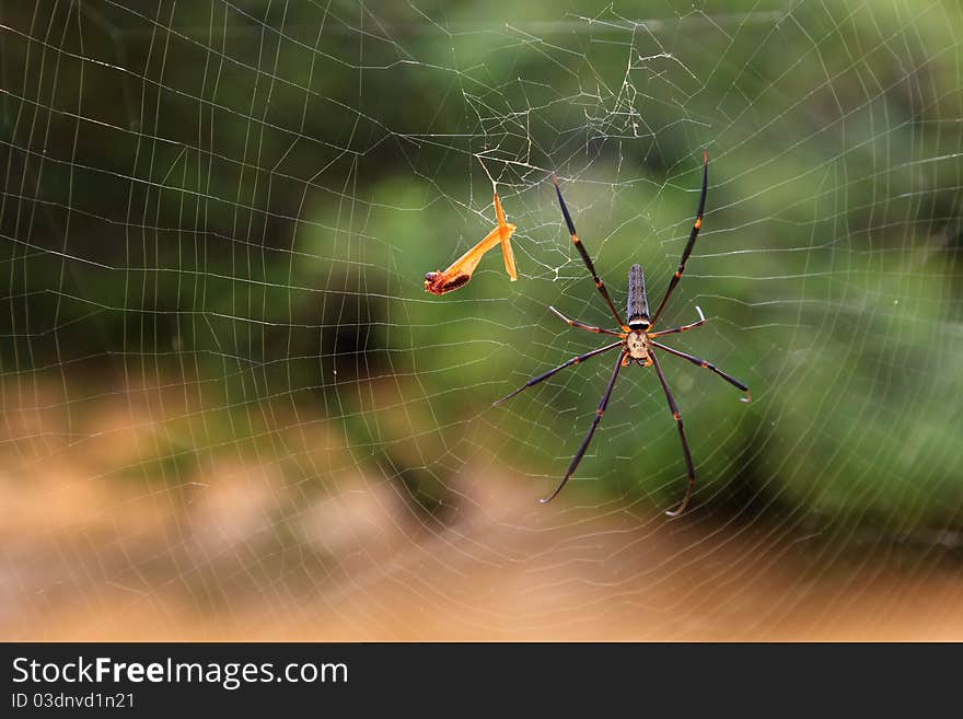 Spider in his web