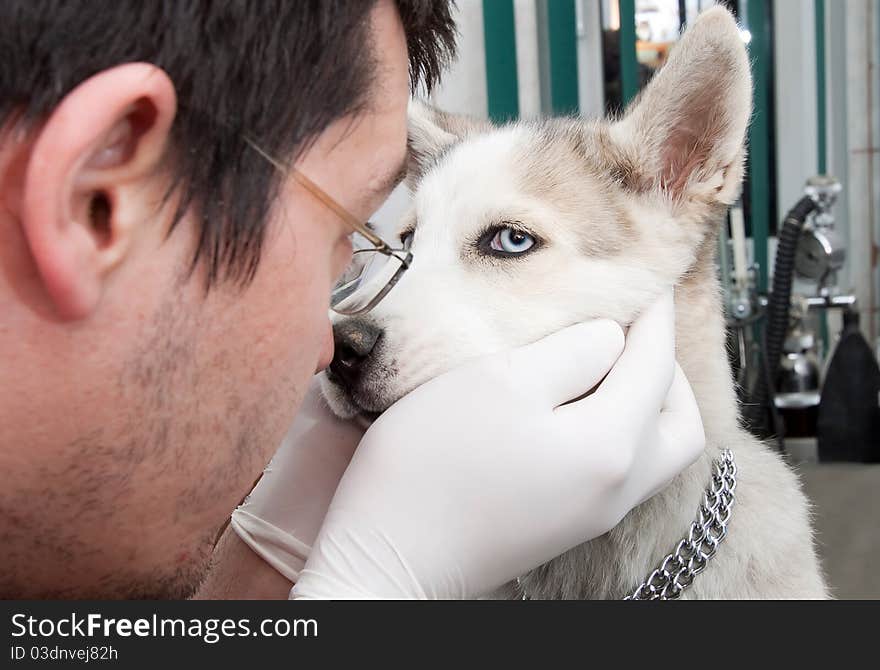 Husky Puppy At Vet