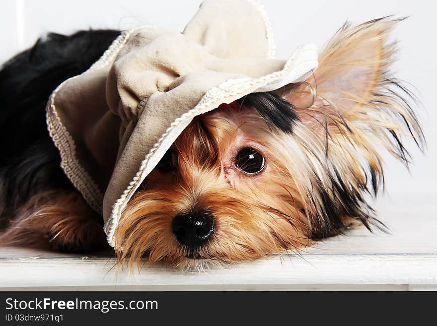 York-terrier is wearing hat. York-terrier is wearing hat