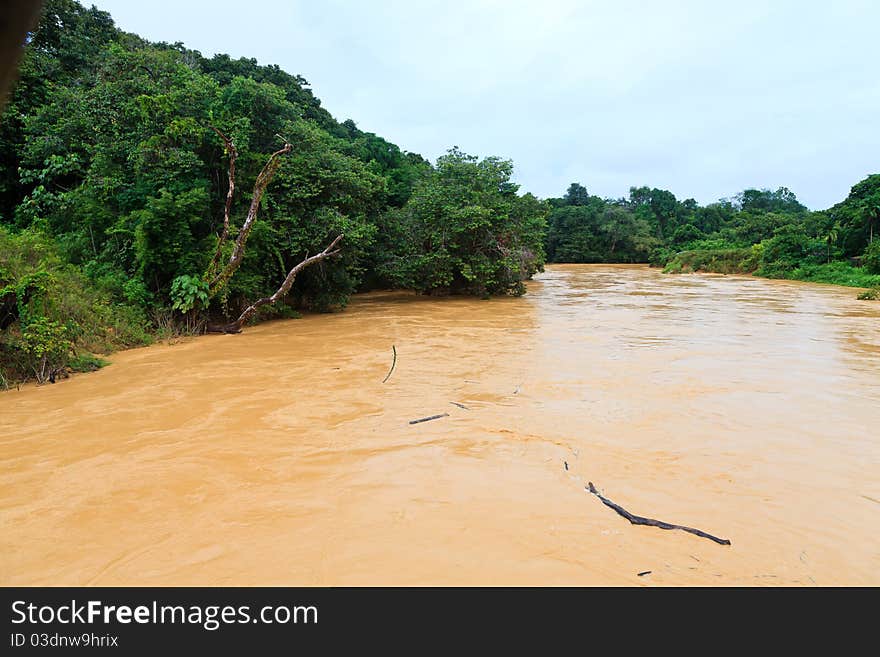 Brown river in the jungle