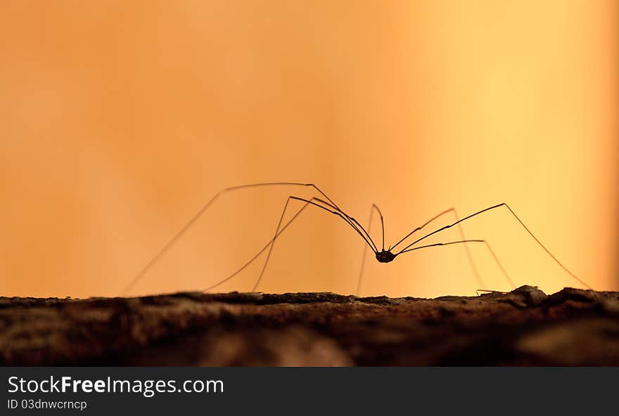 Spider walking on the ground