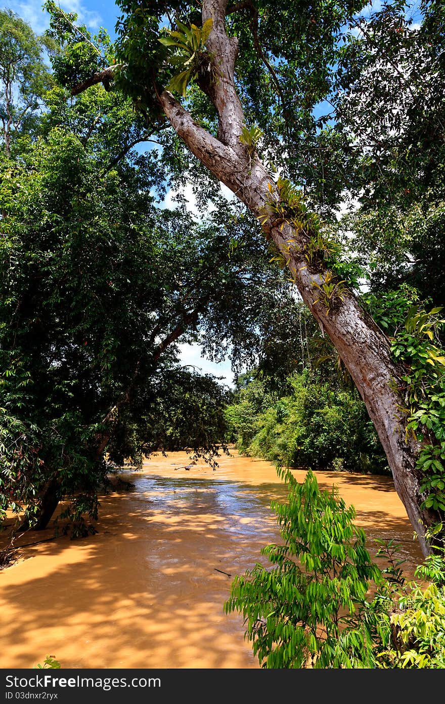 Brown River In The Jungle