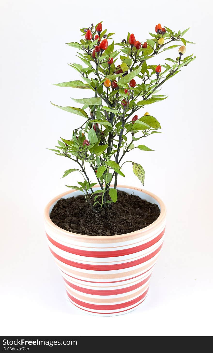 Peppers potted plant Spotlight isolated on white background