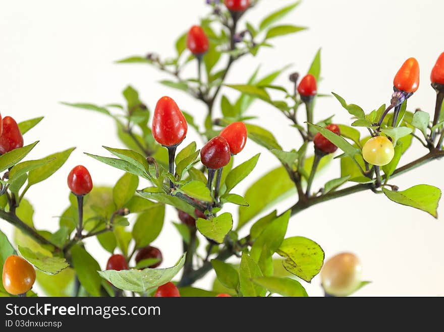 Peppers plant close up macro photography. Peppers plant close up macro photography