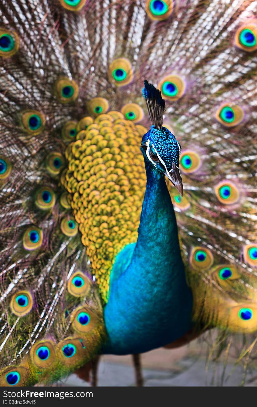 Indian peacock bird proudly showing his feathers