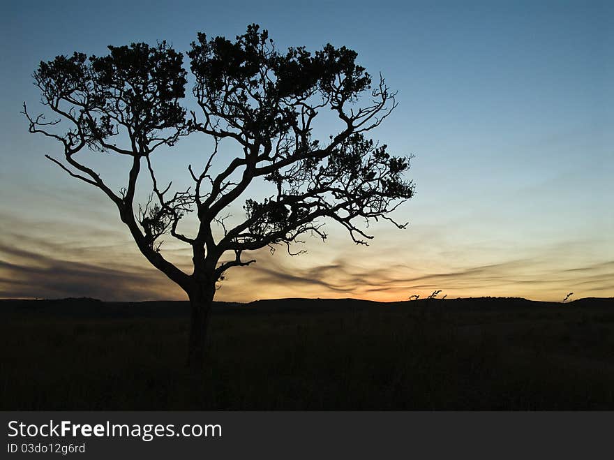 Silhoetted tree against a sunset. Silhoetted tree against a sunset