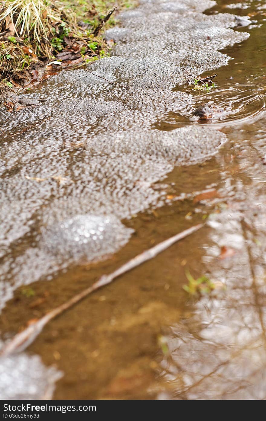 Frog Eggs