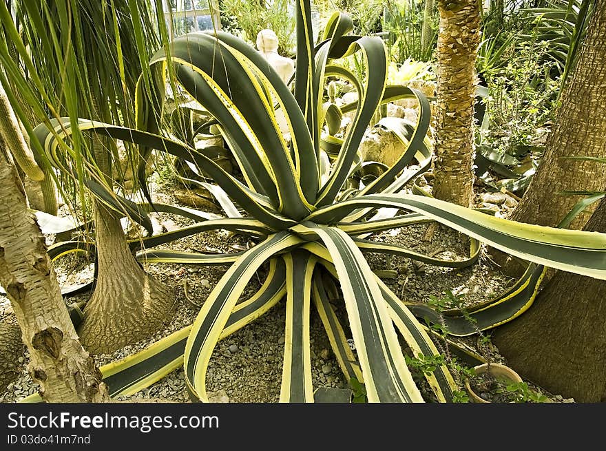 Agave