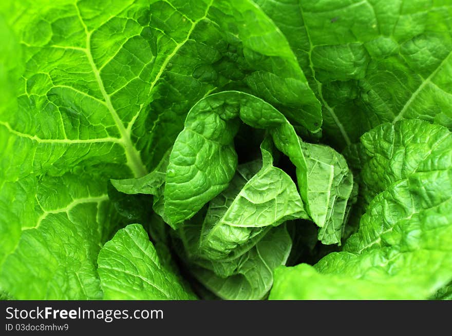 Closeup view of fresh green celery cabbage growing in spring