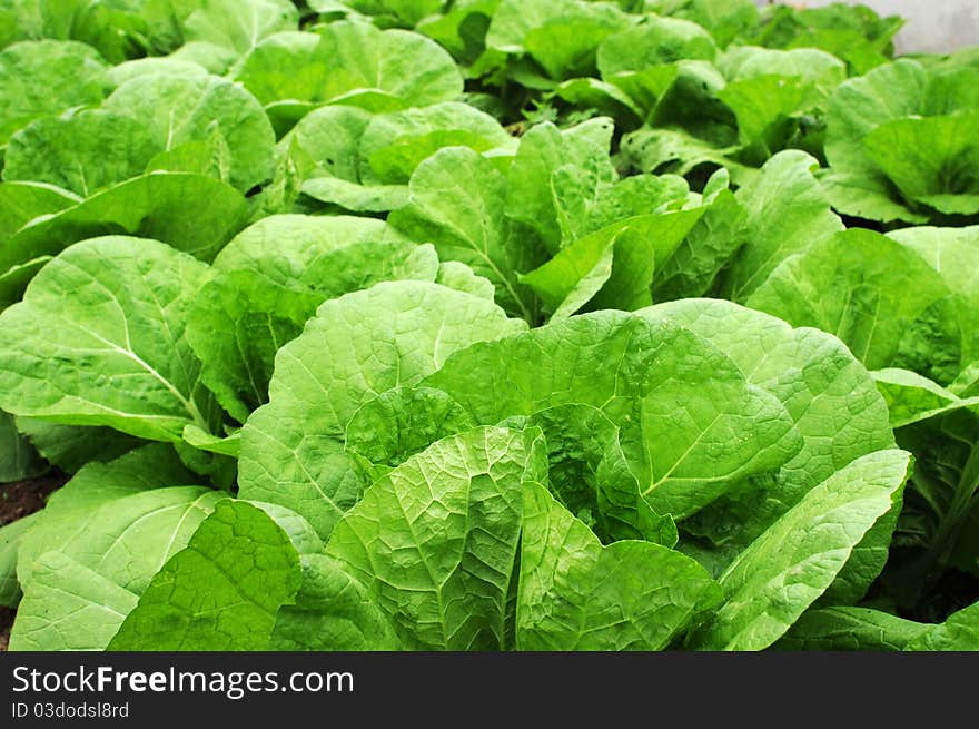 Closeup view of fresh green celery cabbage growing in spring