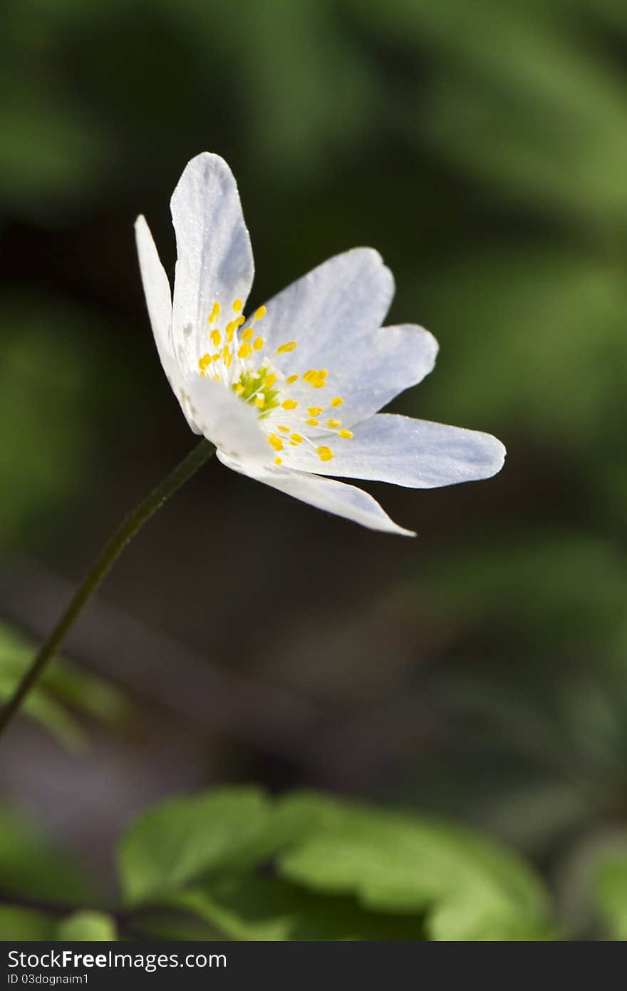 Anemone Flower