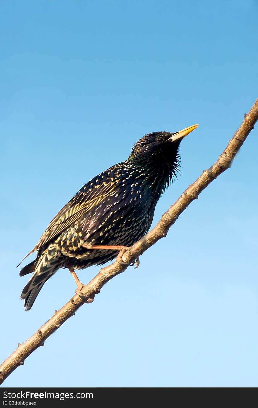 European Starling (Sturnus vulgaris) on the branch with a blue background