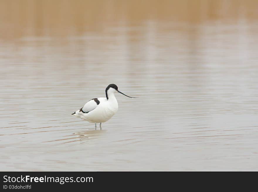 Pied avocet standing in the water. Pied avocet standing in the water