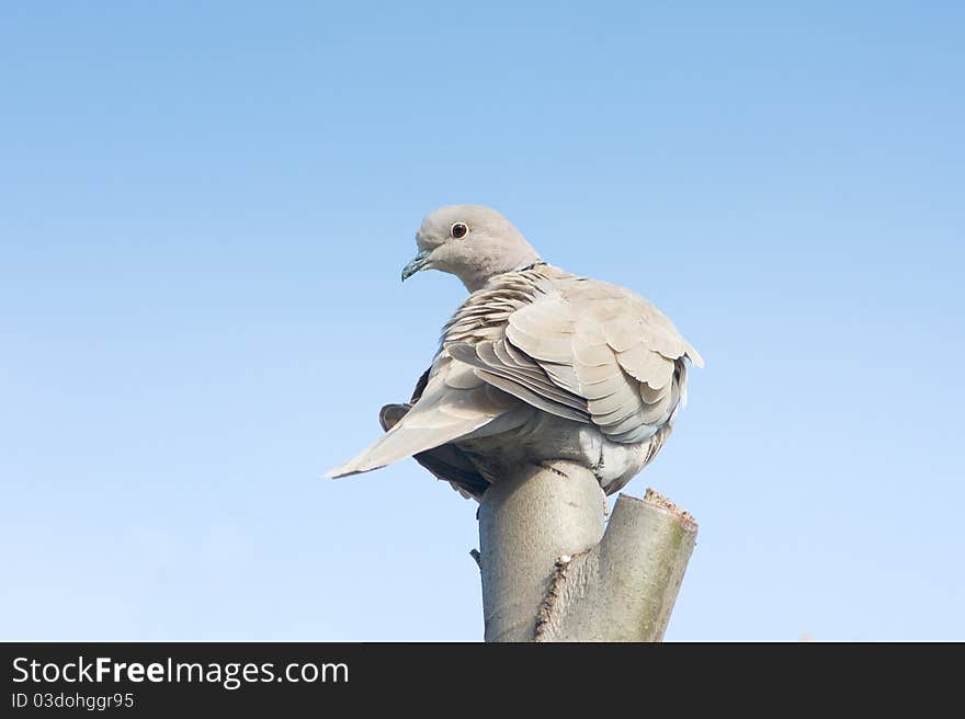 Collared dove on top of a branch / Streptopelia decaocto. Collared dove on top of a branch / Streptopelia decaocto