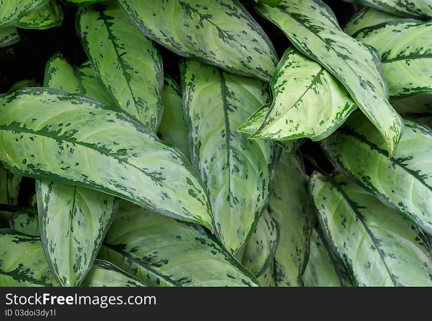 Background of green leaves in garden.