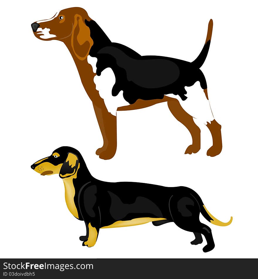 Dogs on white background