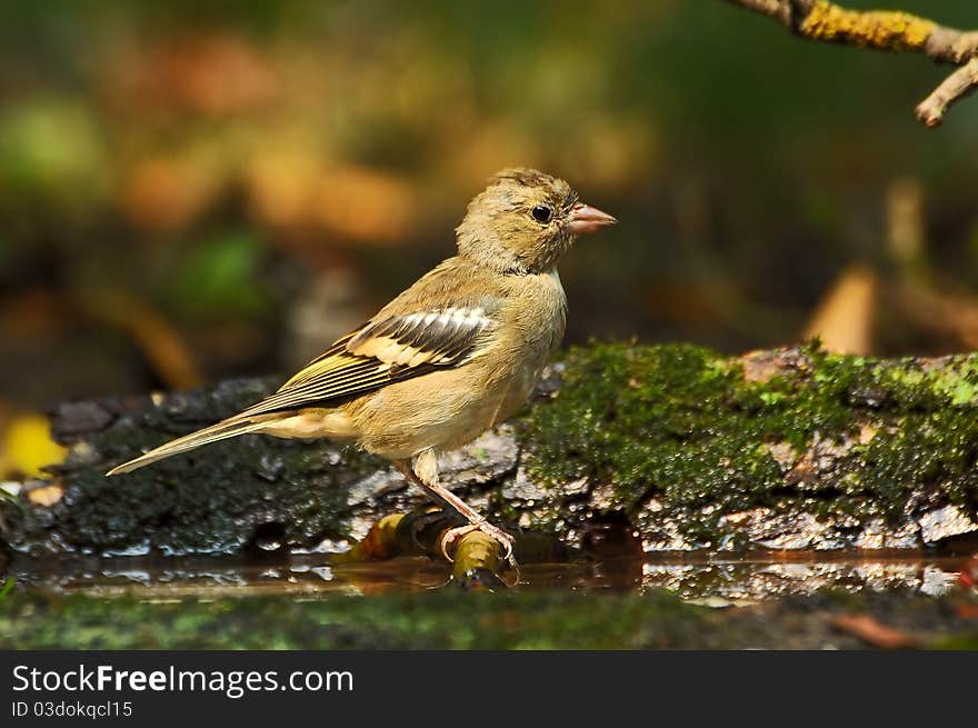 Bright bird chaffinch in wild nature.Gorizontalny shot.