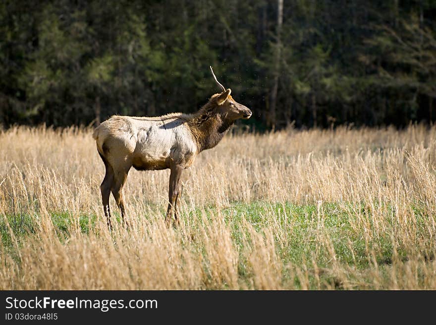 Elk Wildlife Photography in Great Smoky Mountains