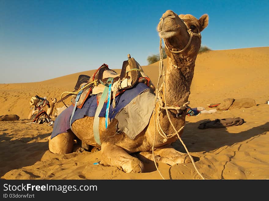 Saddled Camel