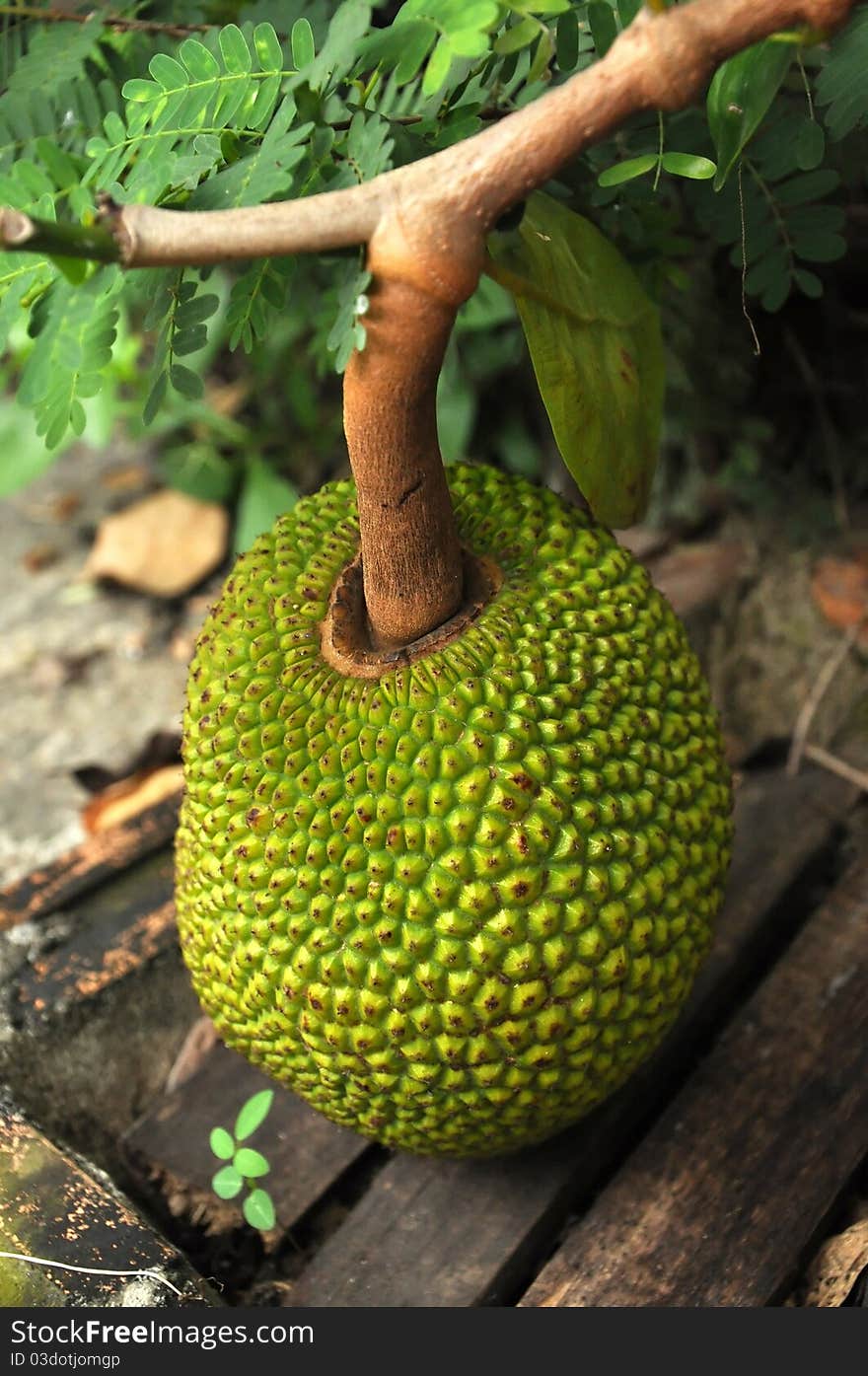 The flesh of the jackfruit is starchy, fibrous and is a source of dietary fiber. The flavour is similar to a tart banana.