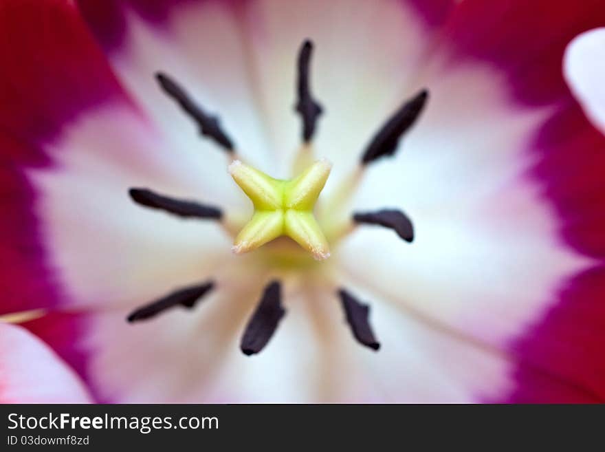 Close-up of a beautiful tulip flower. Abstract background. Close-up of a beautiful tulip flower. Abstract background