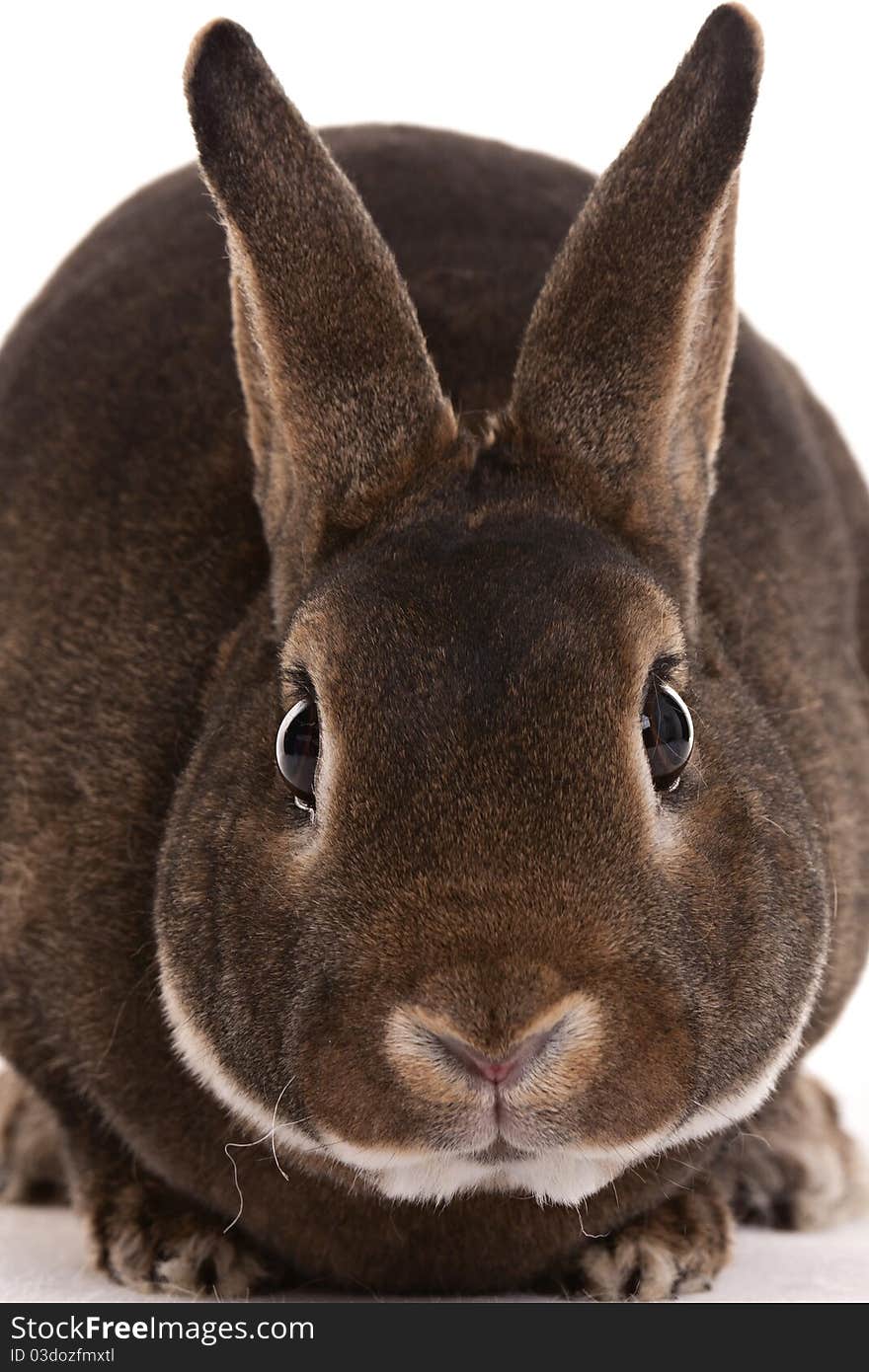 Brown rabbit with brown eyes on white background. Brown rabbit with brown eyes on white background