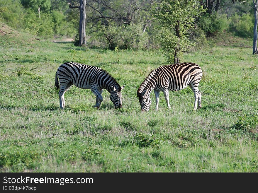 Two Zebra grazing