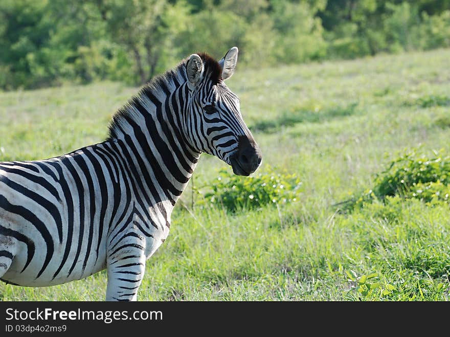 Portrait of a Zebra