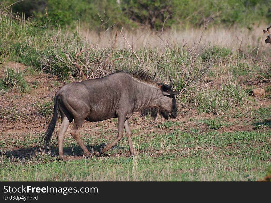 Wildebeast In The Bush