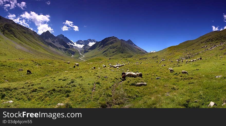 White sheep on the green meadow. White sheep on the green meadow