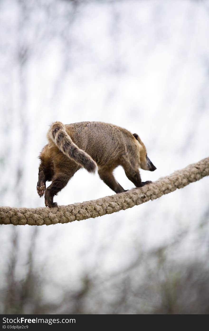 very cute White-nosed Coati