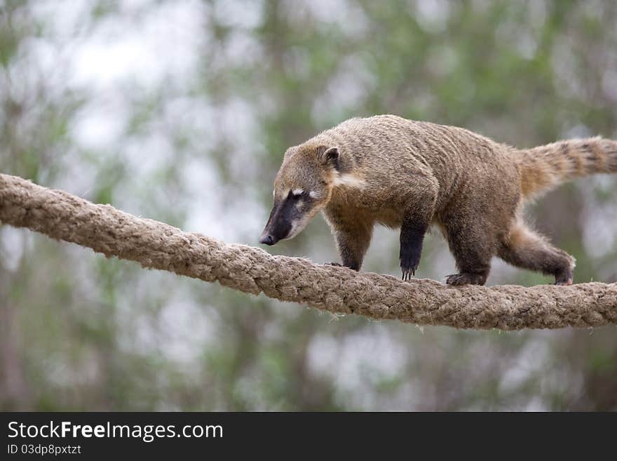 Very cute White-nosed Coati