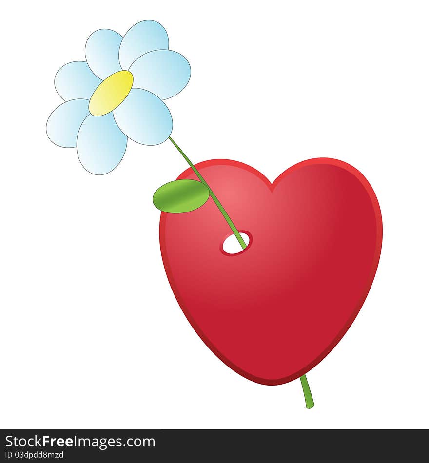 Heart and a chamomile, isolated on white background