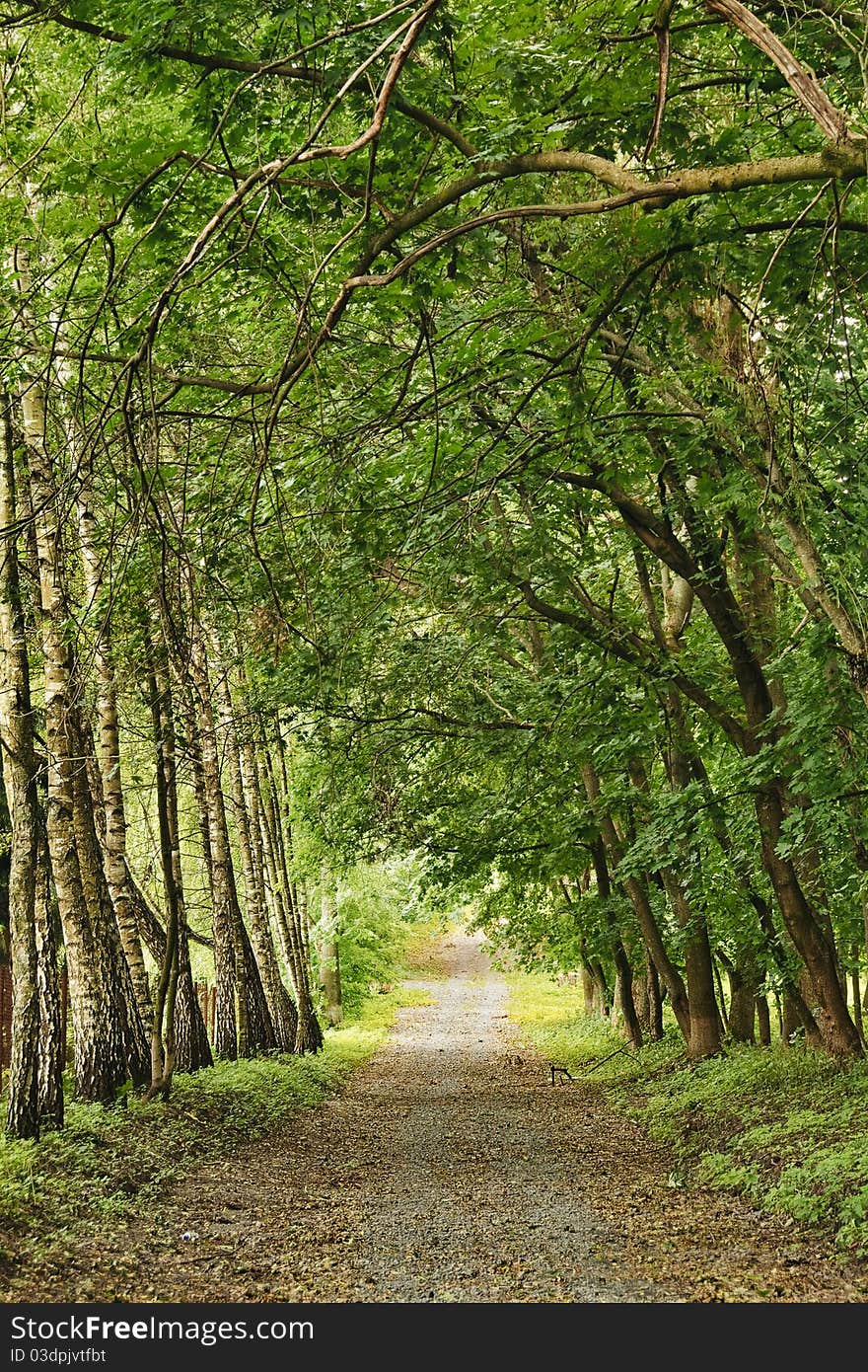 Tranquil scene with a trail in the park. Tranquil scene with a trail in the park