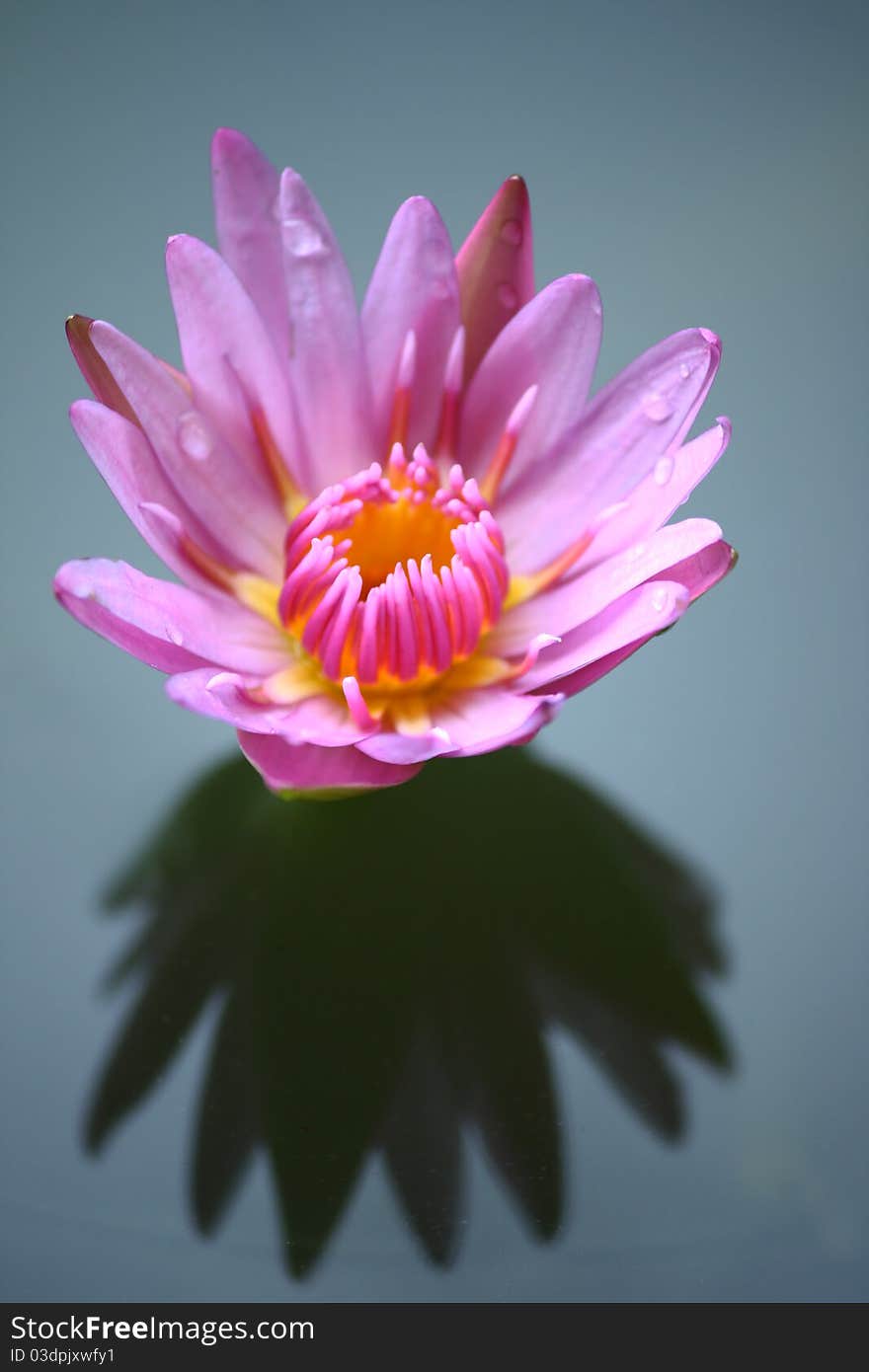 Beautiful lotus with reflection