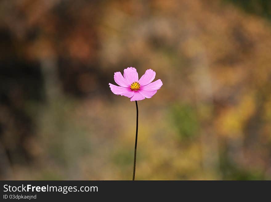 Pink Cosmos with a Yellow Center