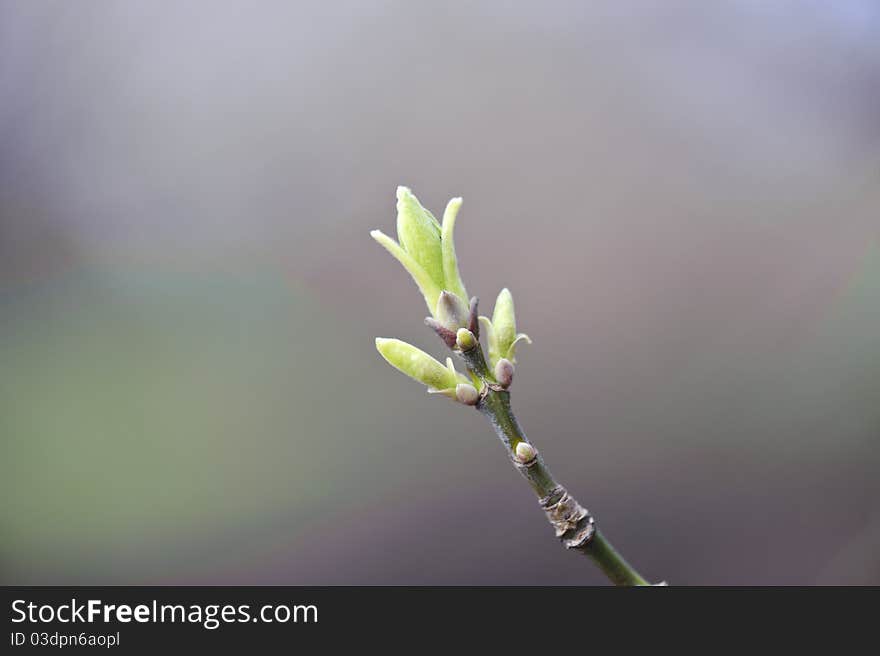 Close up of bud on the branch