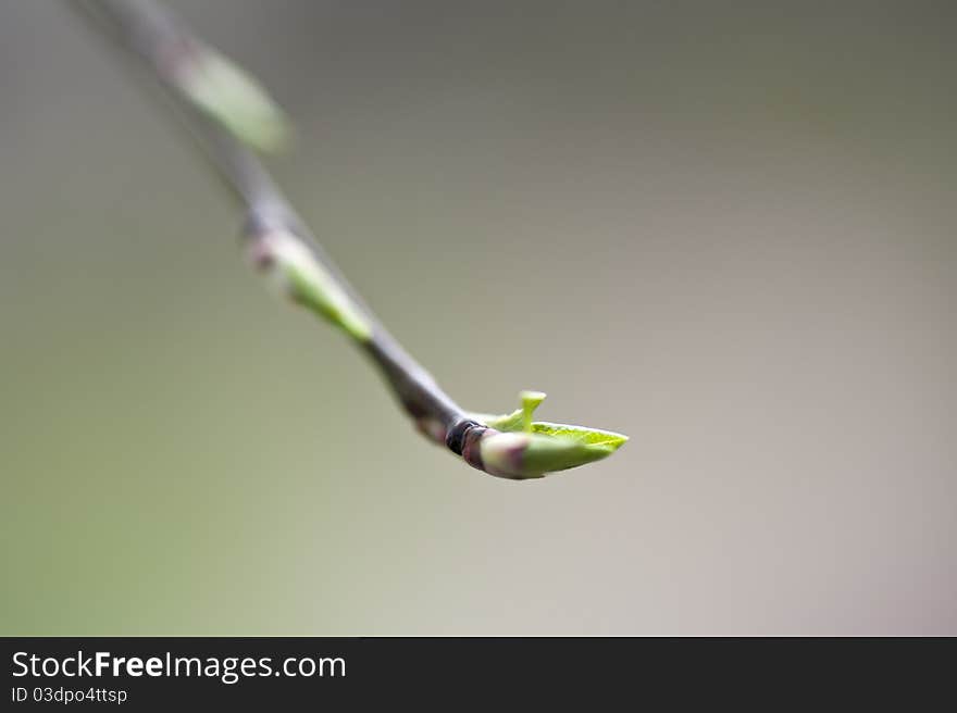 Close-up Of Fresh Spring Bud