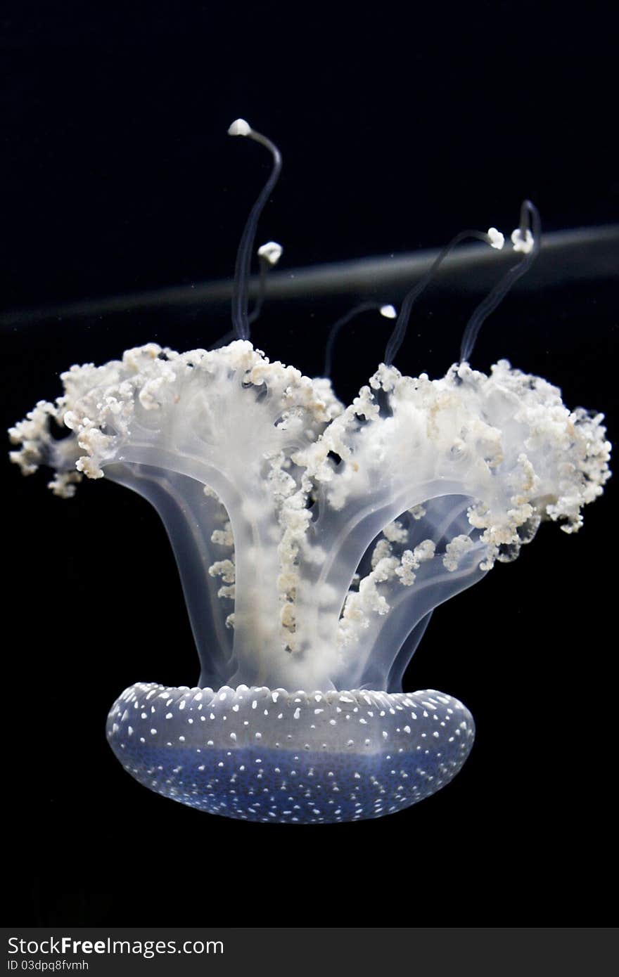 A clean and white jellyfish floating upside down in an aquarium tank at the Houston Zoo. A clean and white jellyfish floating upside down in an aquarium tank at the Houston Zoo
