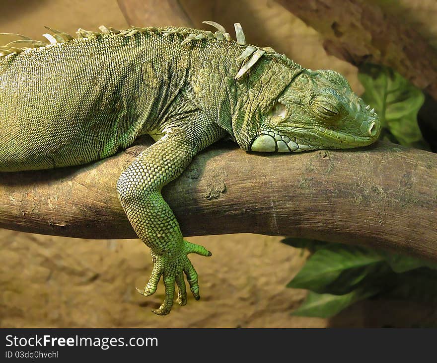 Sleeping iguana