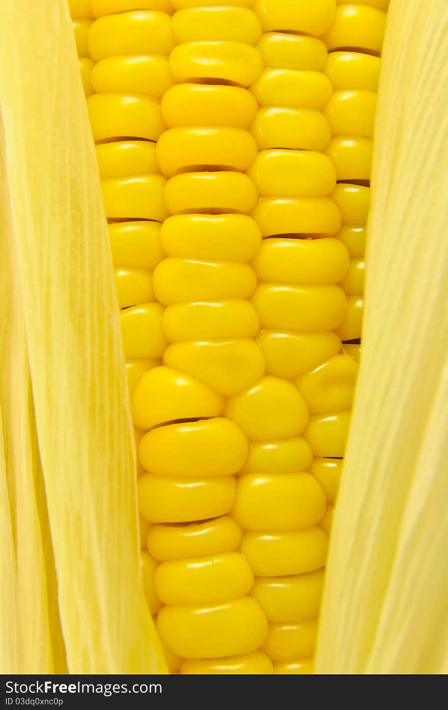 Closeup view of a ripe corn in a cob