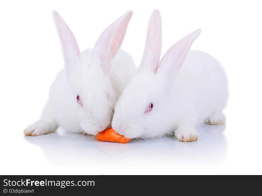 Two rabbits eating from one carrot