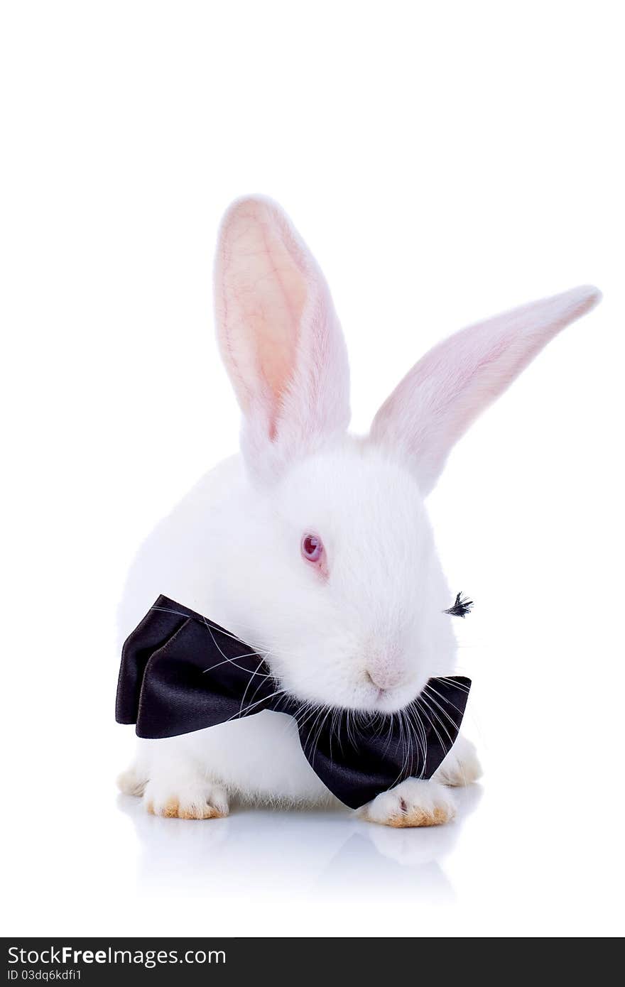 Adorable bunny withe black bow tie