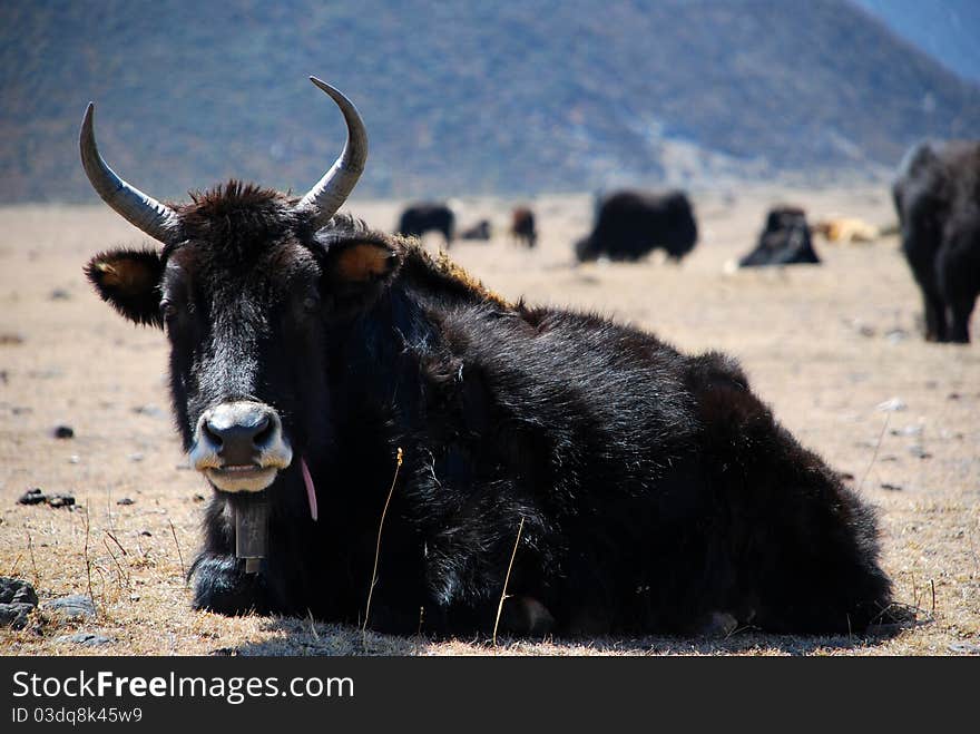 The cattle on the grassland