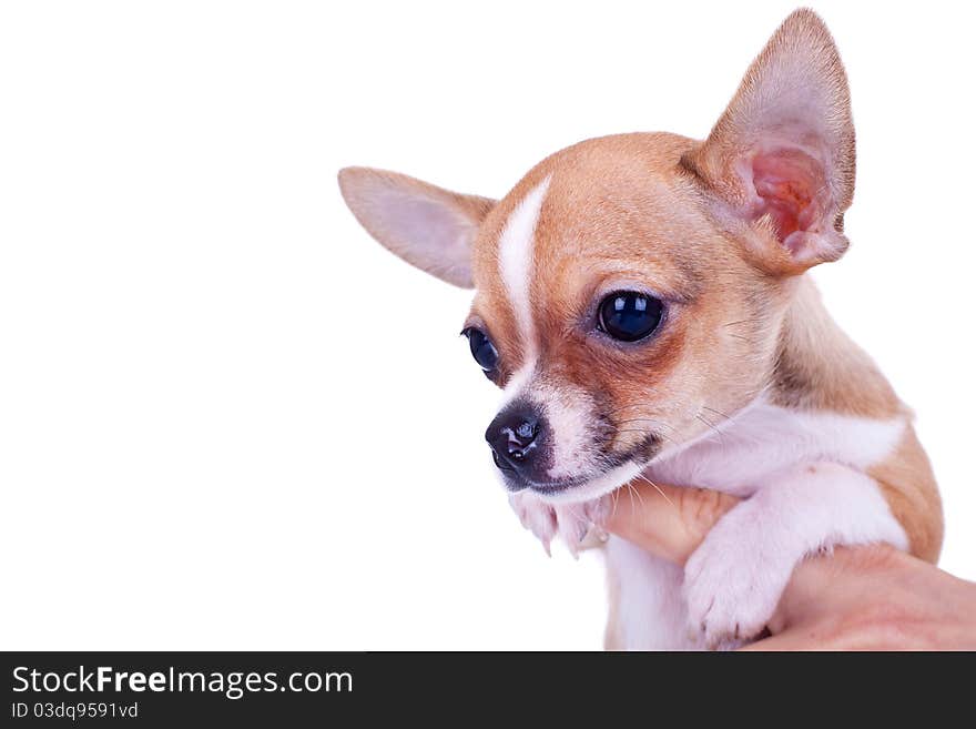 Chihuahua small puppy, being held  on the white