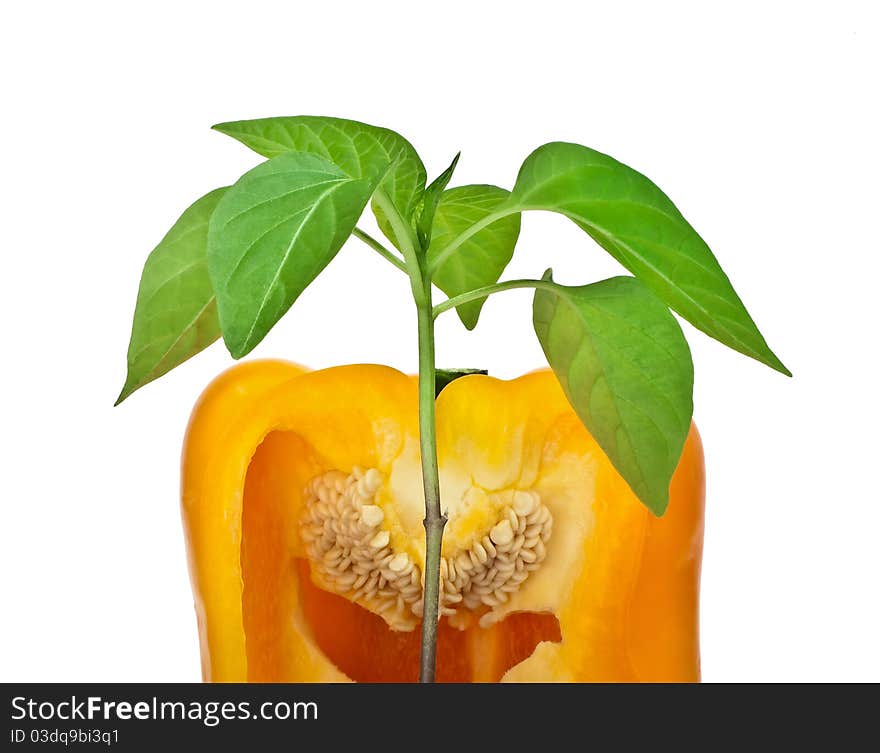 Young plant of sweet pepper against cut fruit. Young plant of sweet pepper against cut fruit