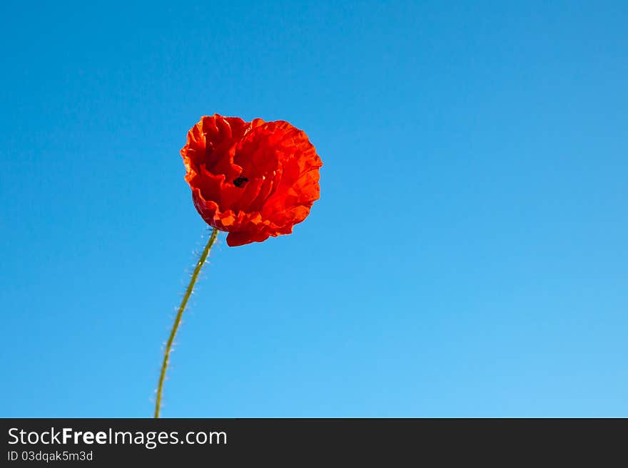 Poppy seed flowering in front of blue sky