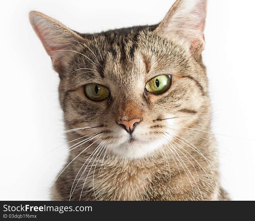 Cat portrait, closeup