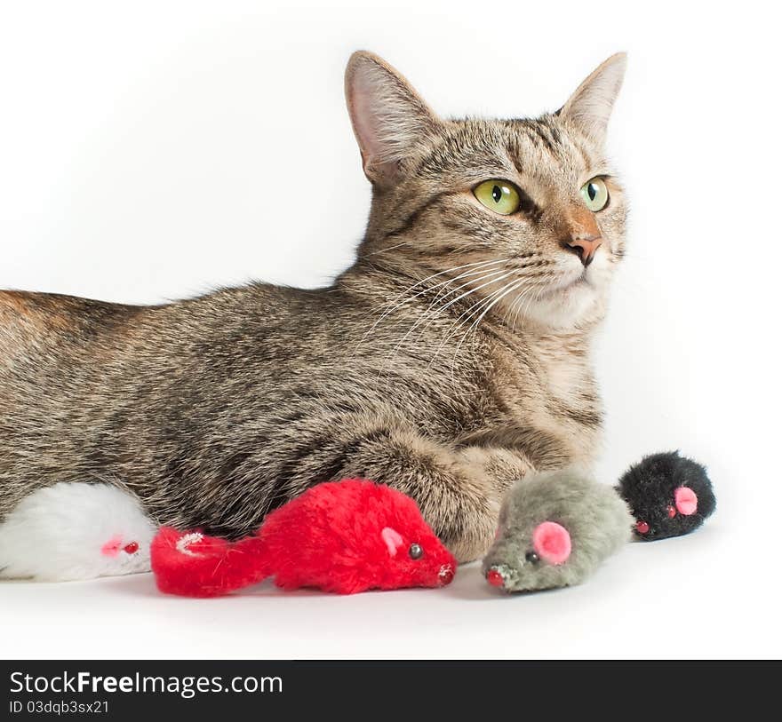 Portrait of lying grey cat with toy mice around it