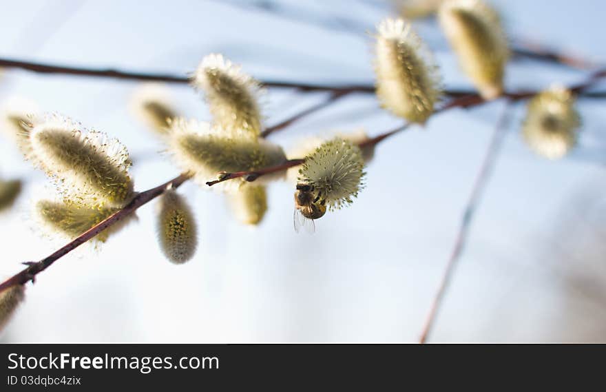 Beautiful pussy willow flowers and a bee